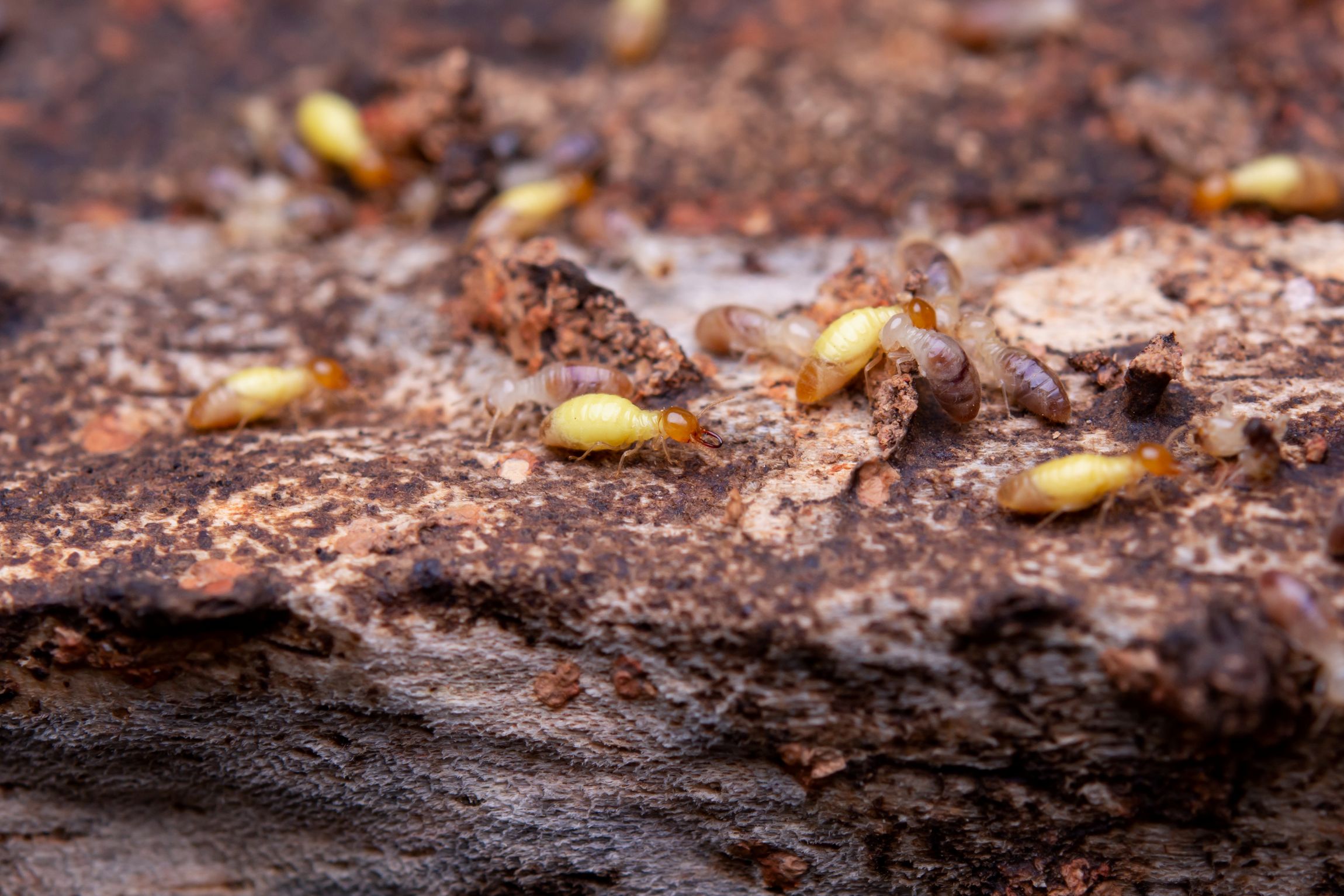 Zen-Cal Termite