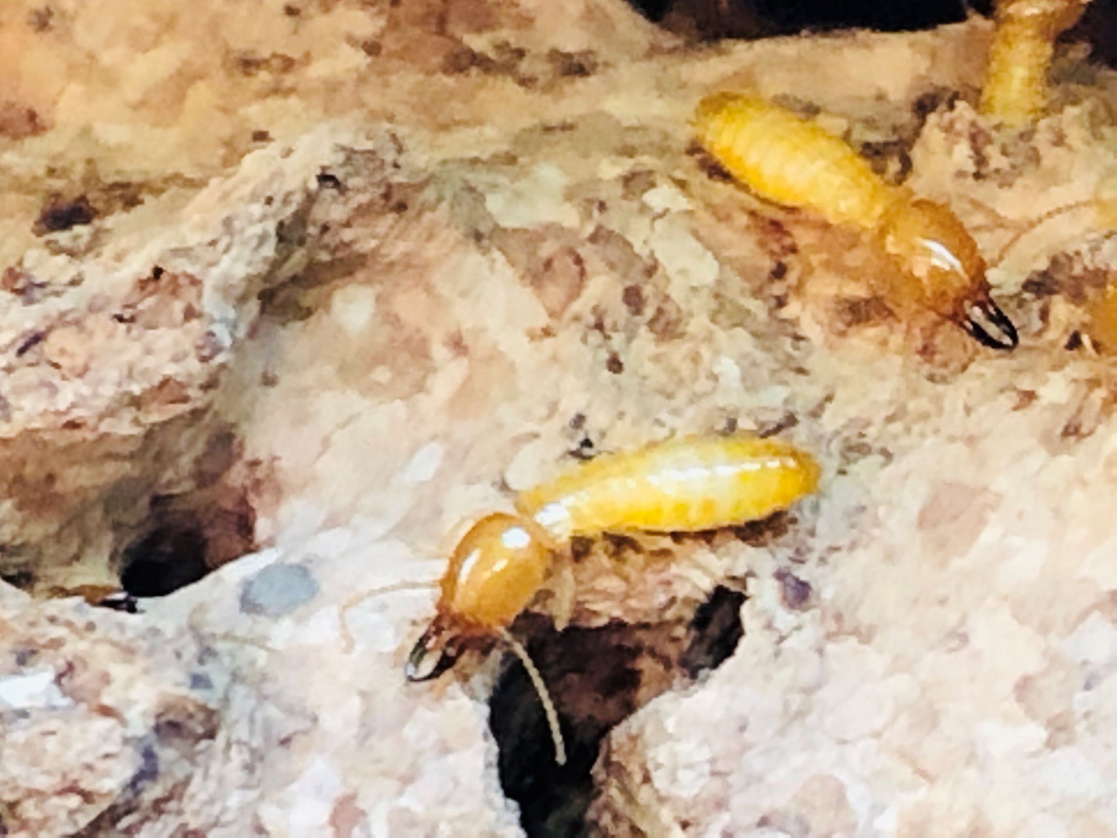 Zen-Cal Termite