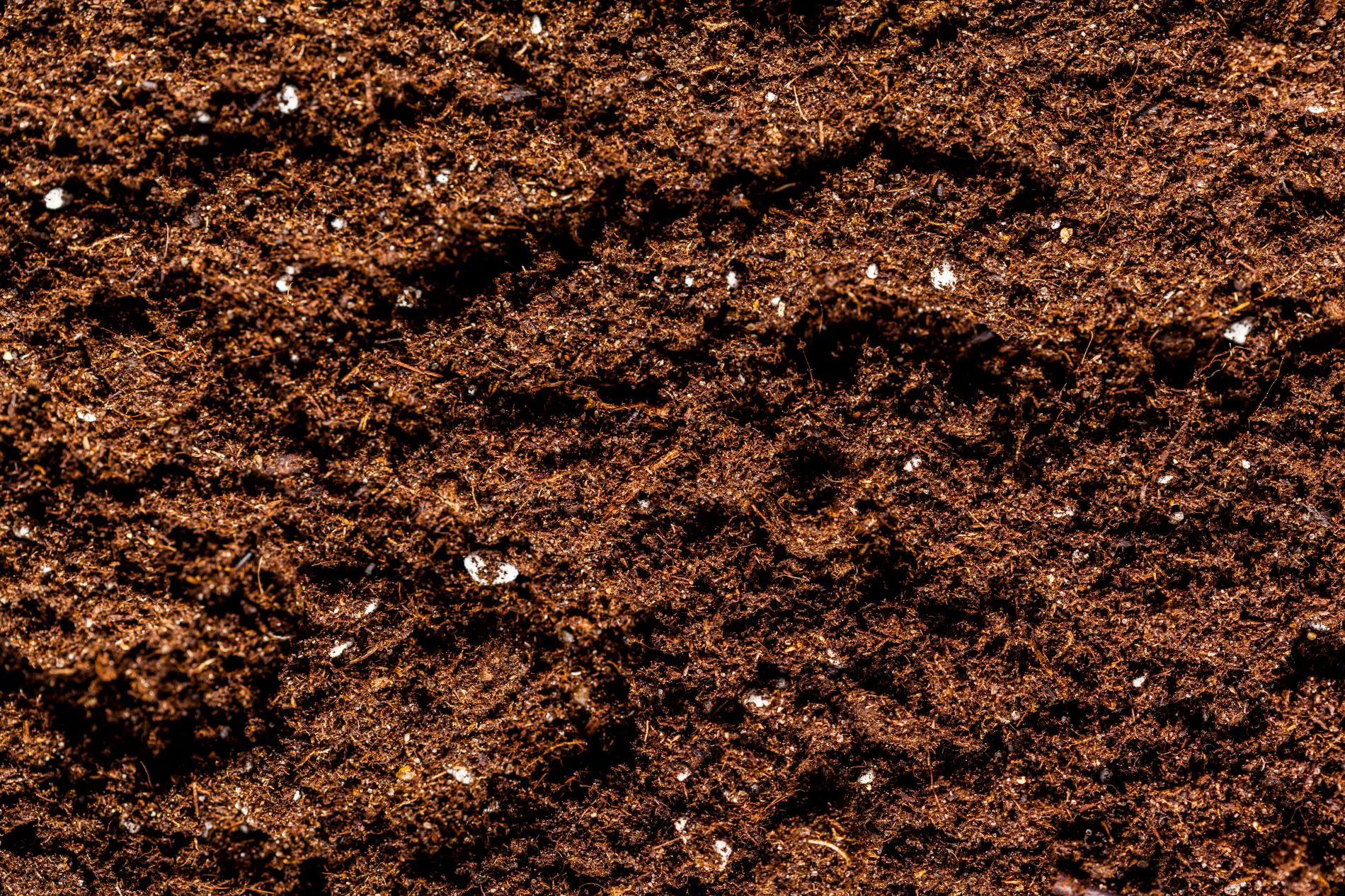 Zen-Cal Termite