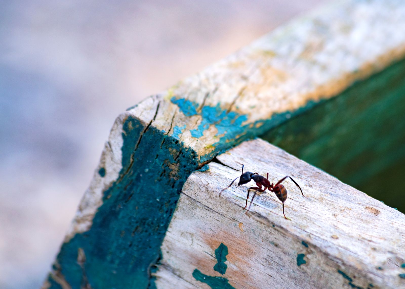 ant treatment service