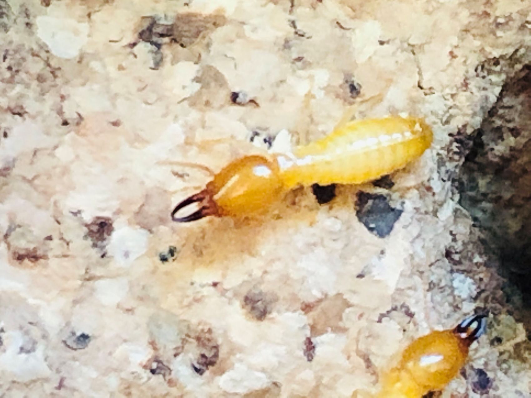 termite wood repair
