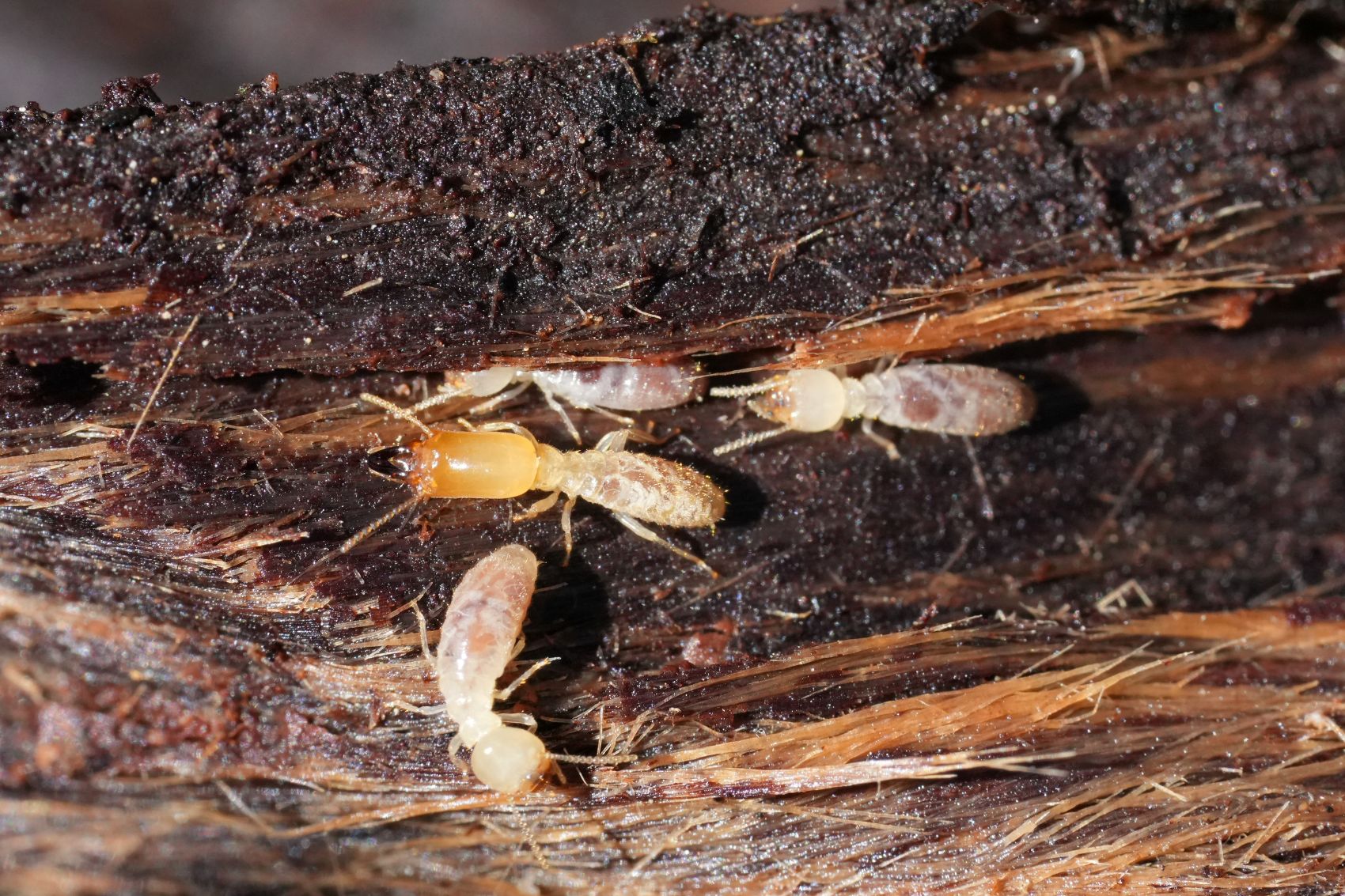 termite wood repair