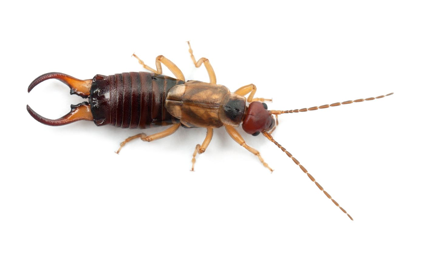Earwig insect near foundation