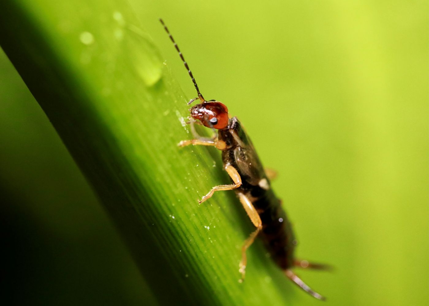 Professional earwig pest control service