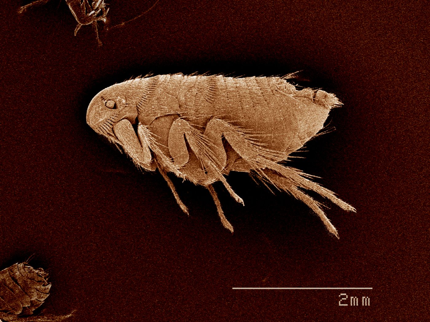 Flea infestation in carpet