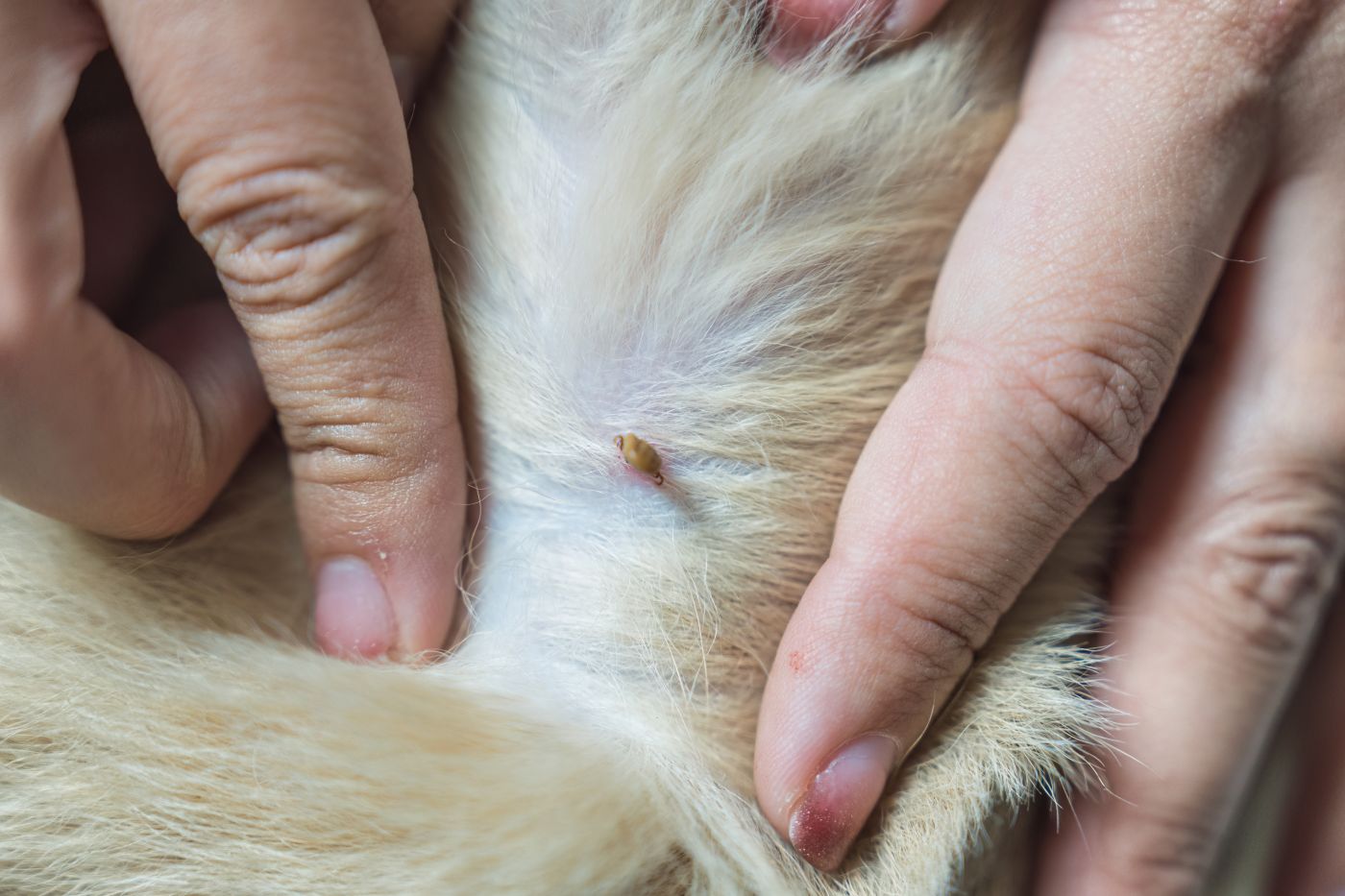Pet scratching due to flea infestation