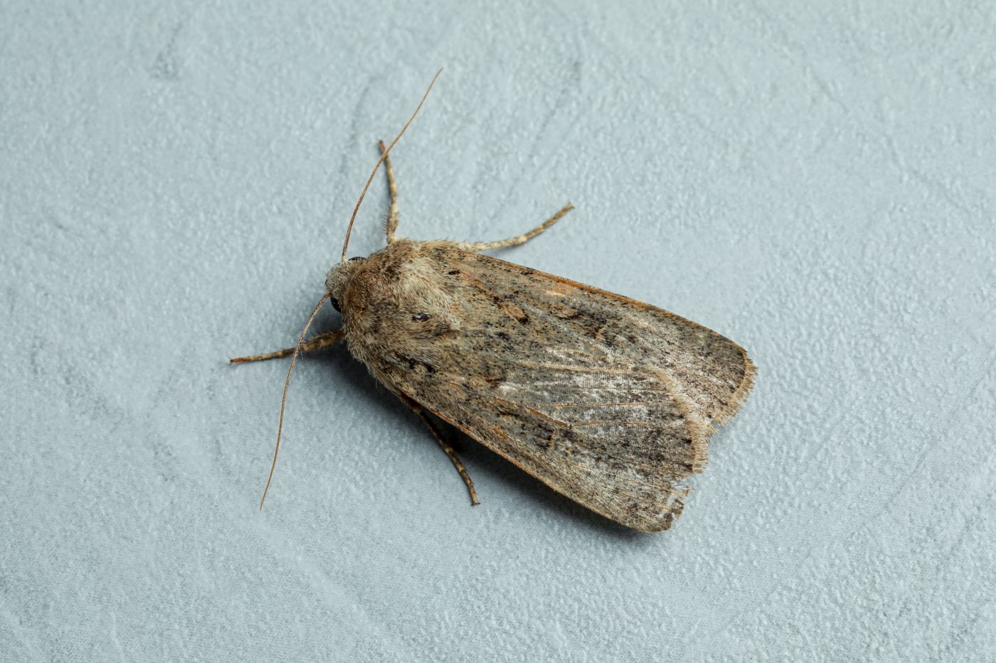 Indian meal moth pantry pest