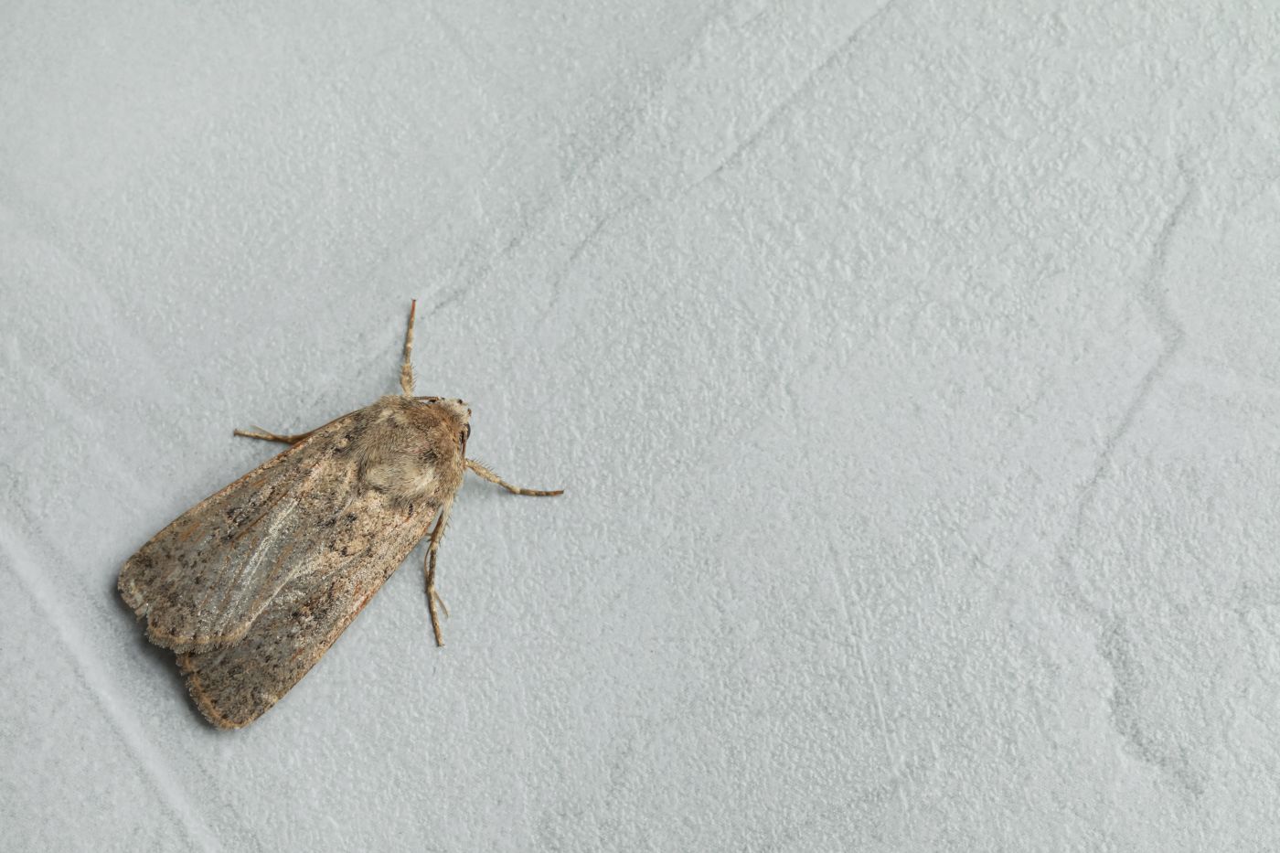 Professional pantry pest control treatment