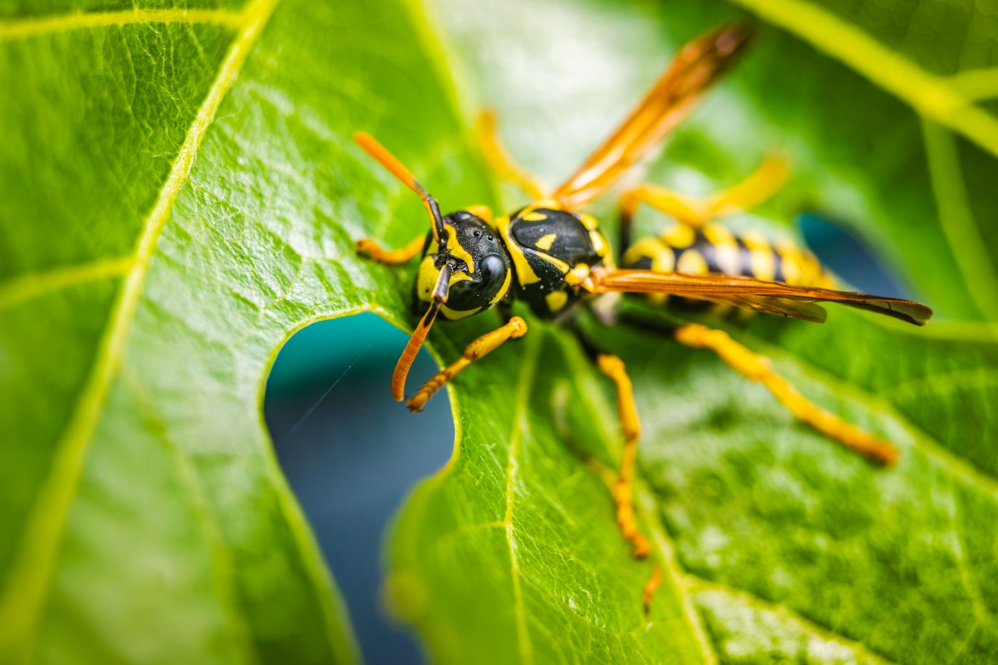 Yellowjacket nest activity