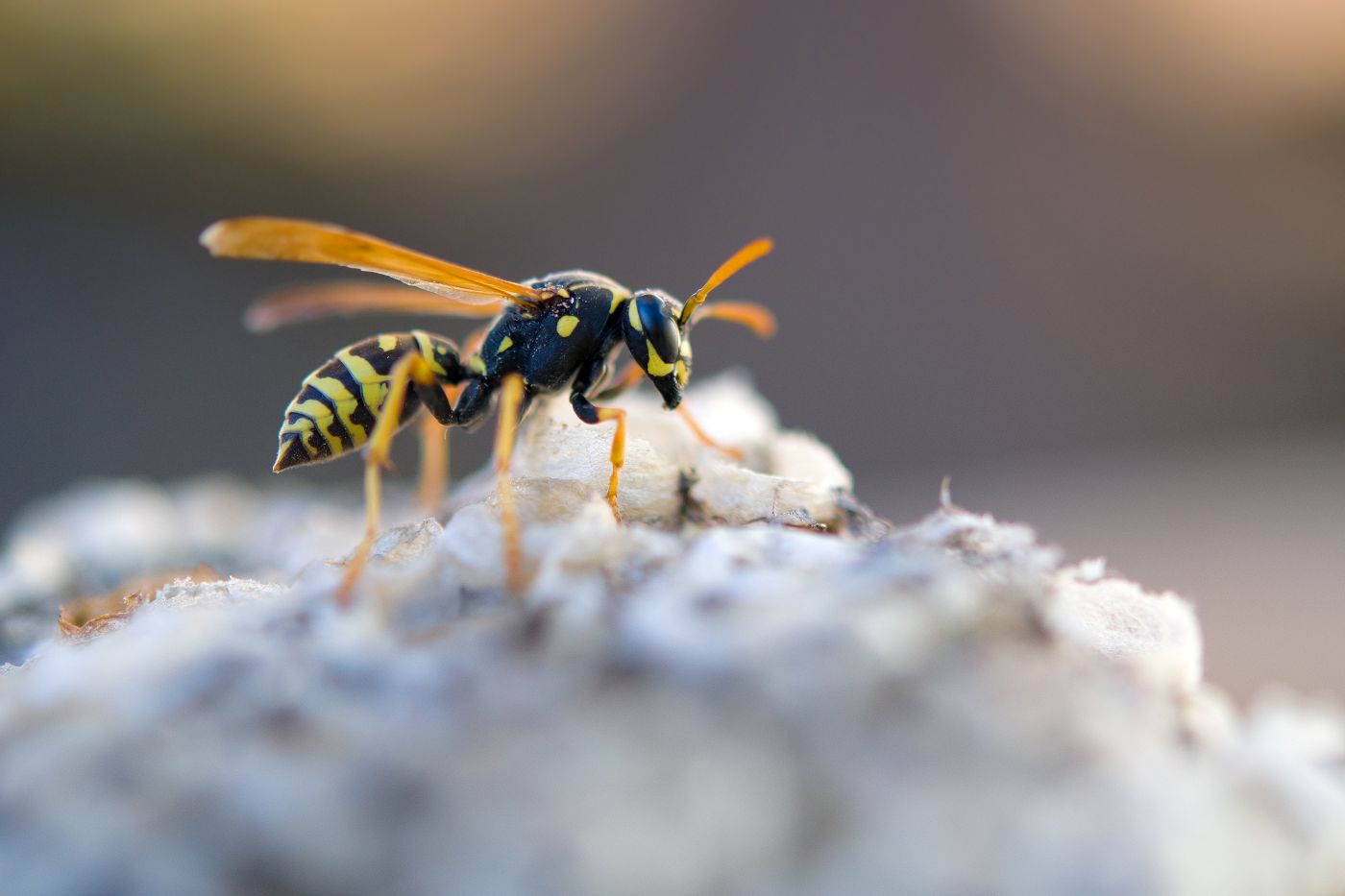 Professional wasp nest removal service