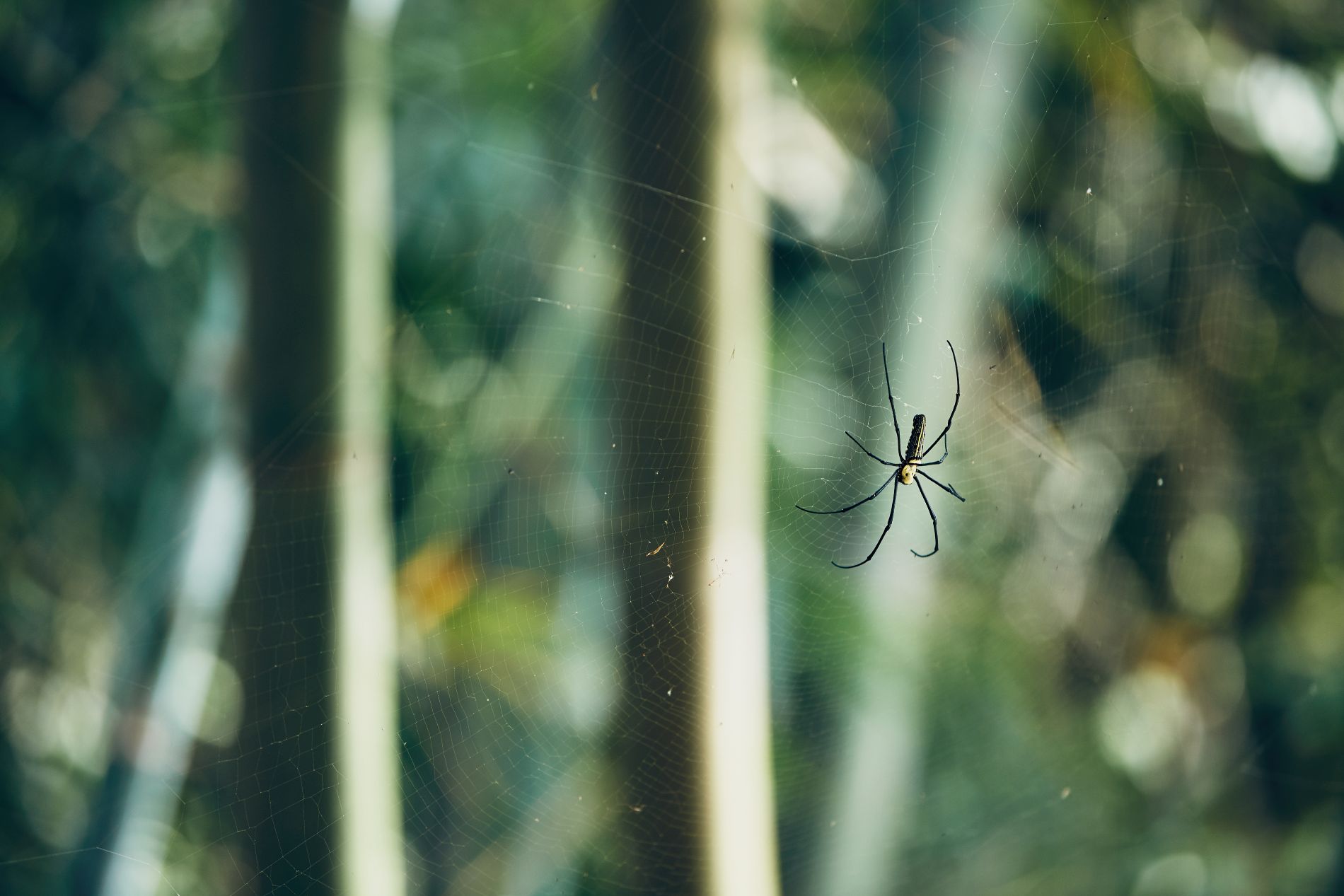 Spider web near home exterior