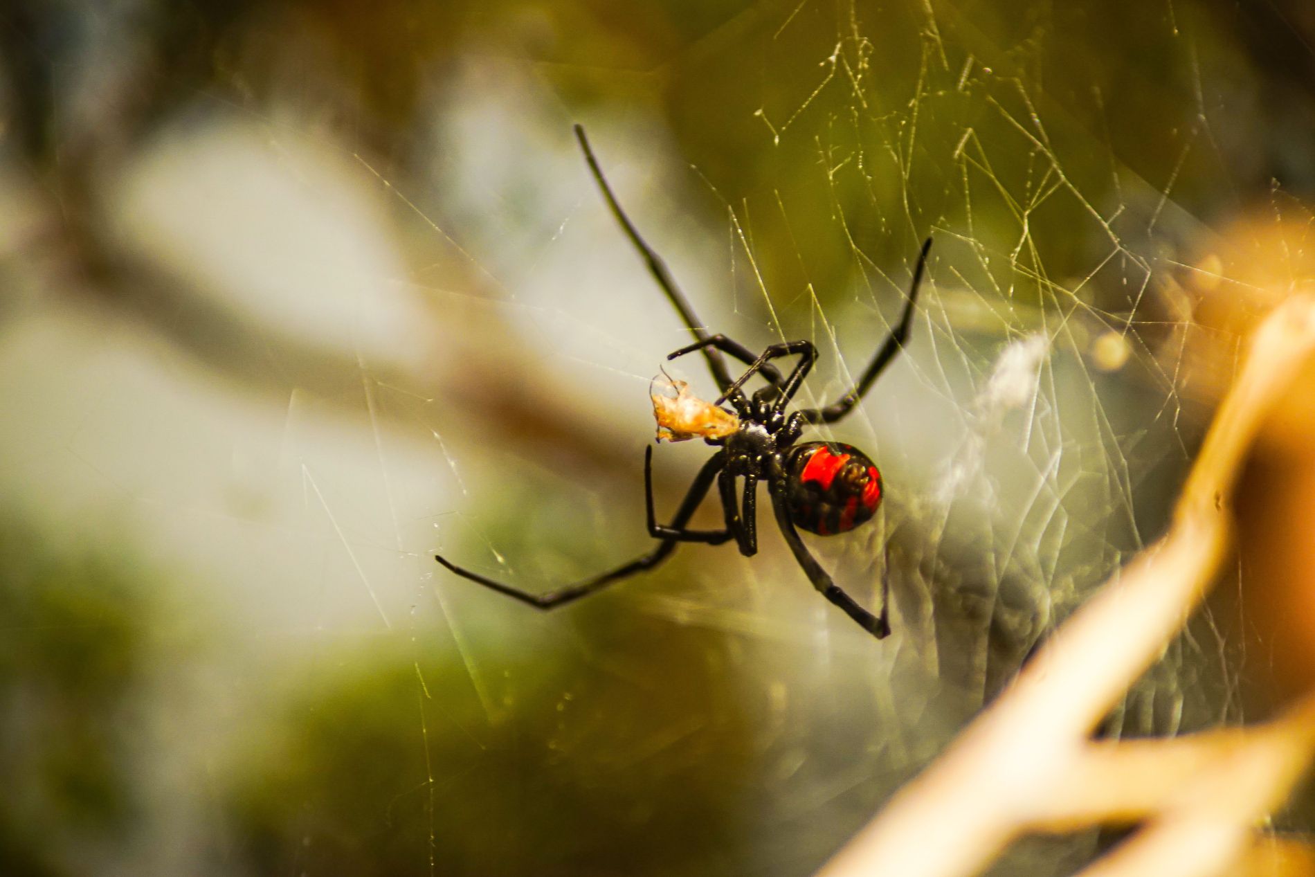 Black Widow spider